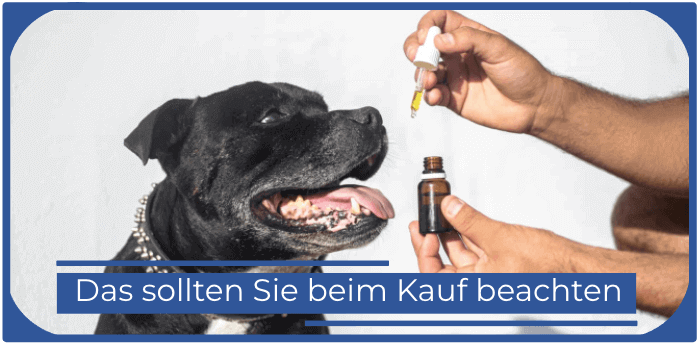 Cbd oil fuer Hunde Dosierung Reinheit Zertifizierung